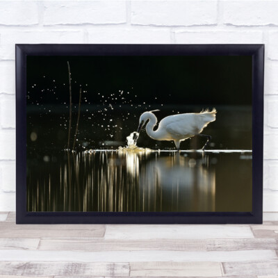 Fresh Water Fishing Prey Wildlife Birds Reflection Lake France Wall Art Print