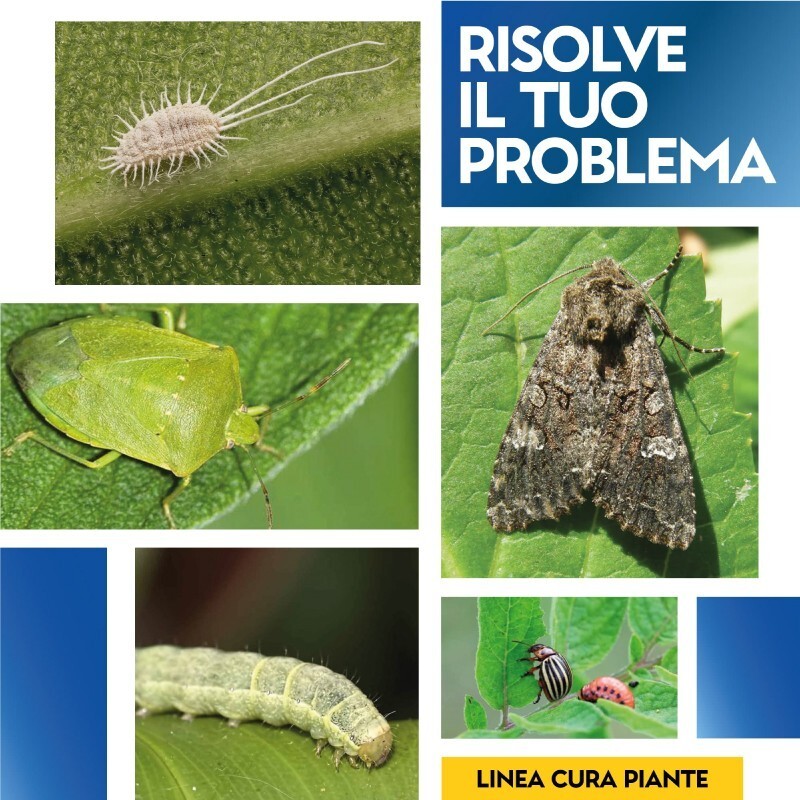 Foto 4 di 6