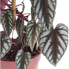 Rex Begonia Vine-Live Starter Plant in a 2 Inch Pot-Cissus Discolor-Extremely Ra