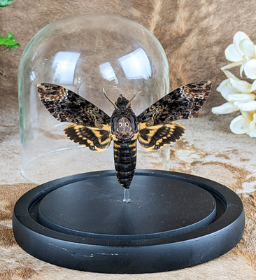 DEATH'S HEAD Hawk Moth Taxidermy Entomology  Butterfly oddities curiosities
