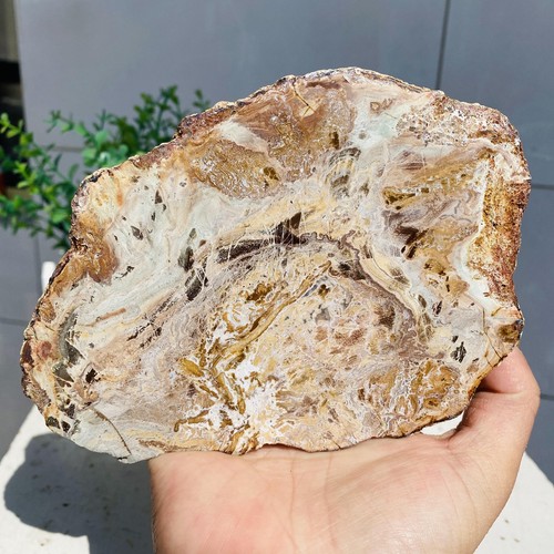 Natural Wood Fossil Slice Specimens Reiki Healing - Madagascar 2347g - Picture 20 of 22