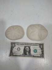 Lot of 2 Sand Dollar Puffy Sea Biscuit Seashells