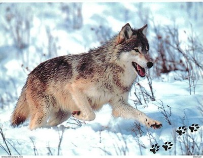 AK - Tiere - Wölfe - Winter - Schnee - Wolf - Wolf - CPM - Karte Neu
