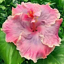 🌺🌺 MADAGASCAR hibiscus MOSCHEUTOS mallow Malvaceae STARTER Live PLANT US ship
