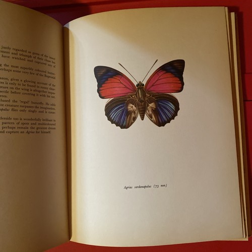 Beautiful Butterflies (J.Moucha - 1965) - Picture 2 of 3