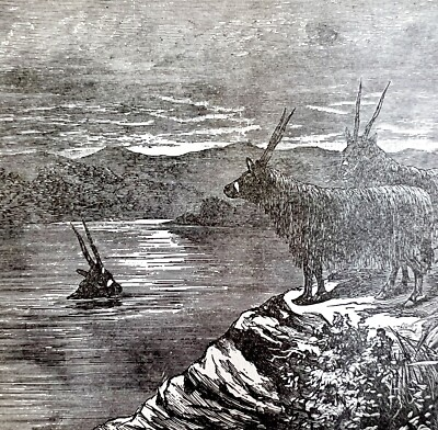 #ad African Quichobo Antelope 1890 Engraving Victorian Stanley In Africa DWAA2D $22.49