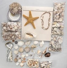 SEASHELLS COMBINED LOT 10lbs+