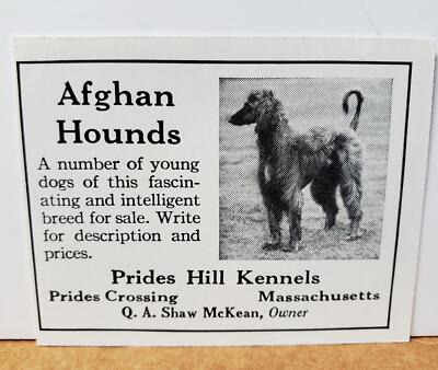 1935 Shaw McKean Prides Hill Kennels Afghan Hounds 1928 Fox Terriers PRINT  AD MA