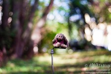 Leitz COLORPLAN 90/2.5 converted to M42 with ...