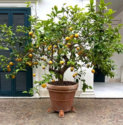 Citrus limon SORRENTO 20-30cm | Lemon | Lemon tree - Lemon | Lemon tree