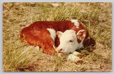 Vintage Mirro-Krome 'Nap Time' Calf Postcard H.S. Crocker Co. USA