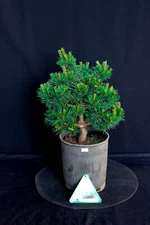 Japanese white pine ( Pinus Parviflora ) 'Catherine Elizabeth' --- 1 Gallon