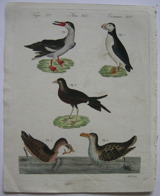Water cutter puffin petrel color copperplate Bertuch 1800