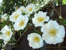 10 WHITE JAPANESE ROSE Rosa Rugosa Alba Bush Shrub Flower Seeds *Flat Shipping