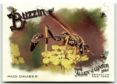 2024 Topps Allen & Ginter MLB No. BUZ-1 Mud Dauber Buzzin