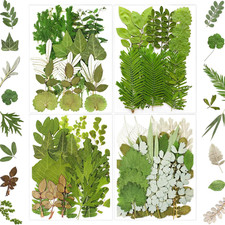 MIKIYA 84Pcs Pressed Dried Leaves for Resin Molds, Assorted Real Natural Bulk Dr