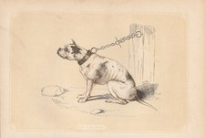 Bulldogge Hunderassen Hunde kolorierter Holzstich von 1851 Bicknell