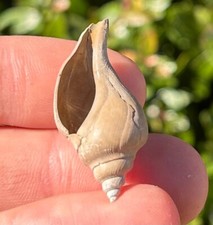 England Fossil Gastropod Sycostoma pyrus Eocene Age Barton Beds Shell