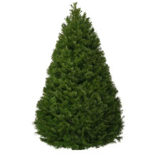 5 Ft. to 6 Ft. Freshly Cut Douglas Fir Live Christmas Tree Real, Natural, Orego