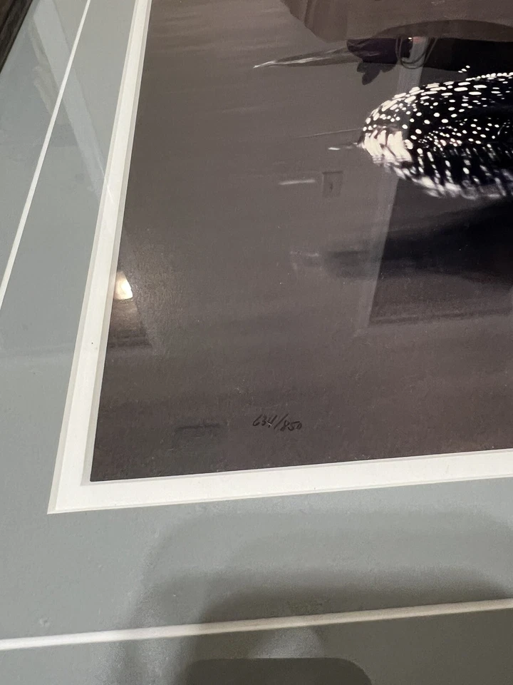 Thomas Mangelsen Common Loon Limited Edition Framed print 11x14 - Image 4 of 4