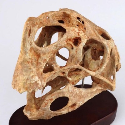Oviraptor philoceratops Skull Dinosaur Statue Head Model Animal