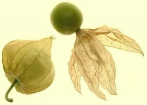 Ananaskirsche blattreich aromatisches Gewürz und Heilkraut mehrjährig Samen - Bild 1 von 1