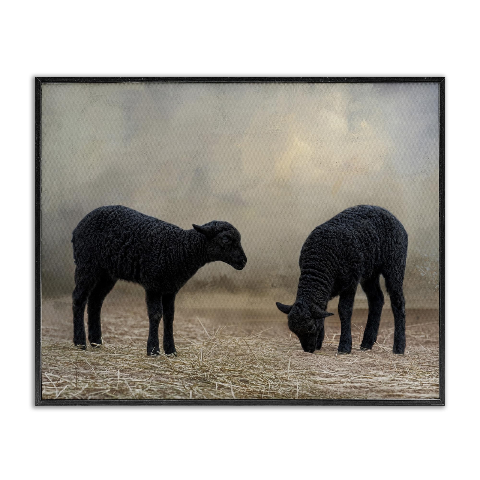 Black Sheep Grazing Framed Giclee Art Design by Kelley Parker