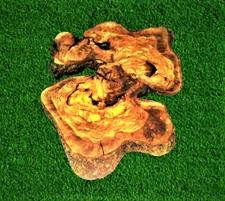 22X17 inc. Unique Olive Root Burl Slab,Wonderful Olive Tree for table making.