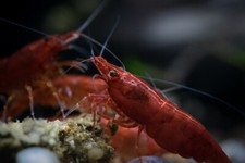 Bloody Mary Neocaridina Shrimp 10 FREE SHIPPING