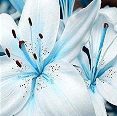 45+Seeds Blue Lily / blue Rare Lily Plant Seeds Potted. | eBay
