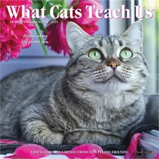 What Cats Teach Us 2026 7 X 7 Mini Wall Calendar (Bookbook - Detail Unspecified)