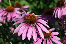 Echinacea purpurea 9cm pot - Purple Coneflower - for full