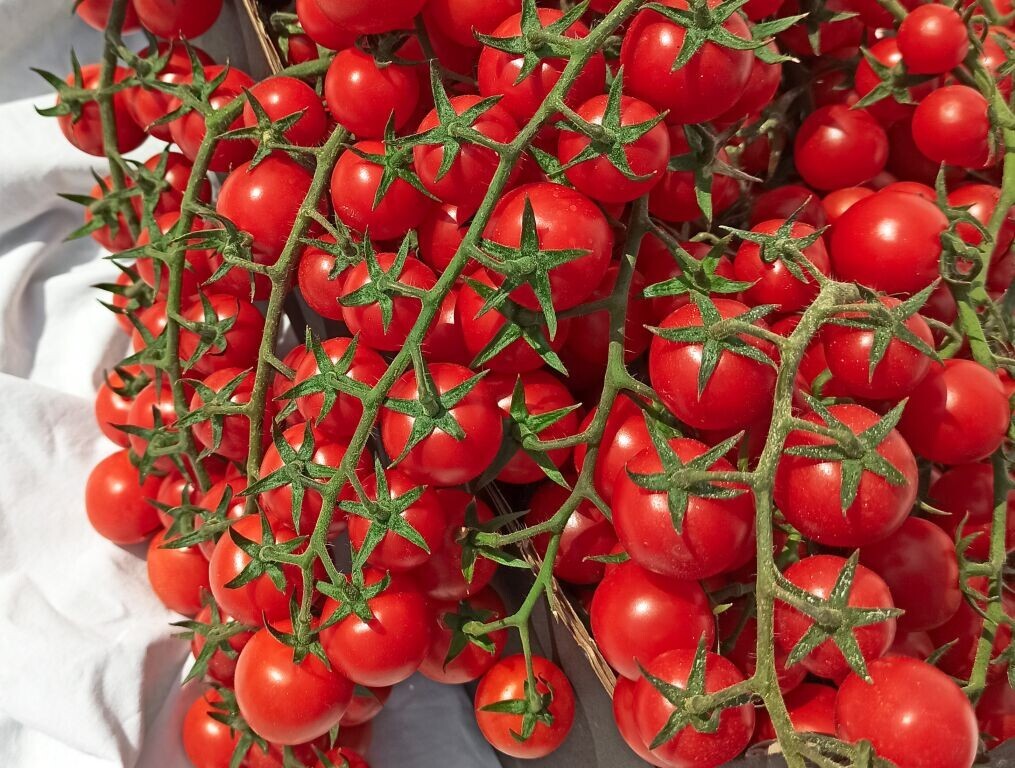 Tomato Cherry Red, 0,1g tomato seёds, organic tomato, SW1028 | eBay