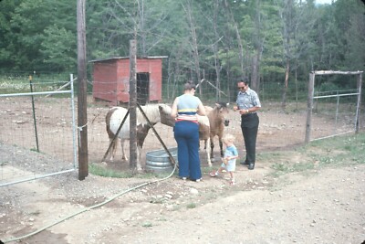 70s Mom Dad Feeding Mini Pony Ponies Toddler Petting Zoo Animals Vtg 35mm Slide
