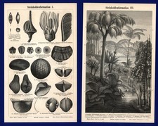 Druck Fossilien 1897 - Ammoniten Versteinerungen Karbon Farne Paläontologie