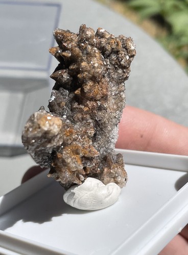 Dogtooth Calcite-Ojuela Mine, Mexico W/display Box 20g Old Stock - Picture 10 of 11