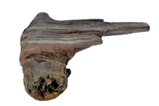 Large Pine Knot For Wood Carving