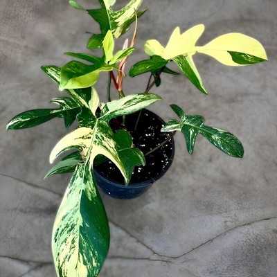 Philodendron Florida Beauty Variegated Ornamental Plant