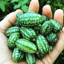 Mini Thumb Watermelon Fruit Vegetables Seeds 60+ Cucamelon Mexican Sour Gherkin