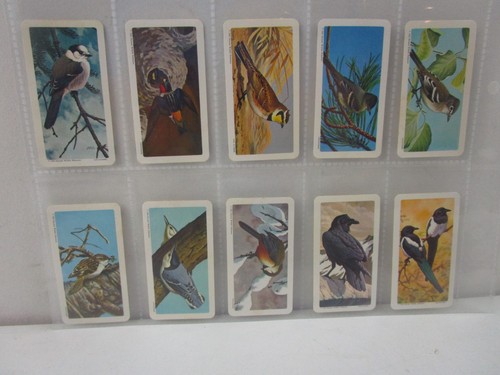 BROOKE BOND (CANADA) - CANADIAN / AMERICAN SONGBIRDS - FULL SET OF 48 CARDS - Picture 4 of 11