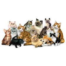 Cool Cats  Sizes/Colors