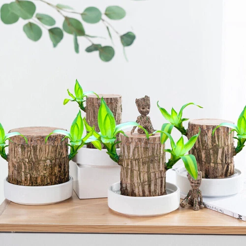Groot Green Plant Brazilian Wood Water Raise Lucky Wood Potted Small Tree Peo UK - Picture 7 of 19