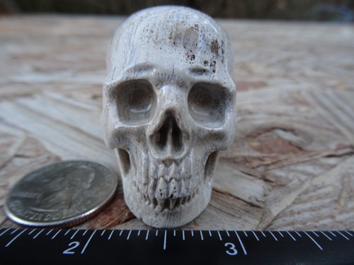 2.02" Coral Fossil Stone Skull Hand Carved Realistic 94.8g 3.3oz Crystal Healing - Picture 3 of 12