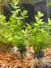 Bacopa Caroliniana 8 Stems 2 Free Mystery Plants