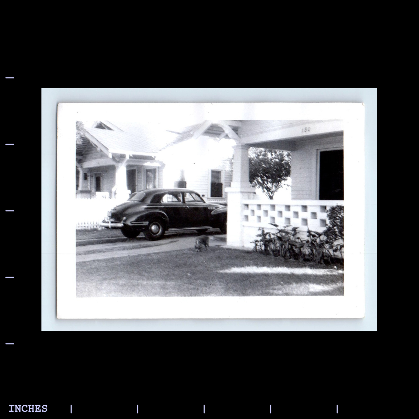 Vintage 1941 Buick Super snapshot with dog classic car driveway house