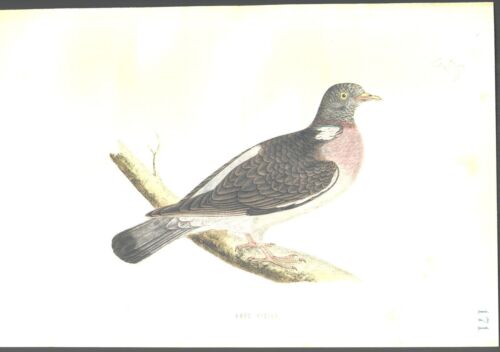 1870 ORIGINAL Hand Colored Bird Plate RARE Wood Pigeon - Picture 1 of 1