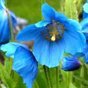 Meconopsis Plants | eBay