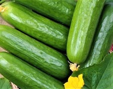 Marketer Cucumber Seeds 60 SEEDS NON-GMO --BUY 4 ITEMS FREE SHIPPING