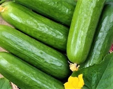 Marketer Cucumber Seeds   60+ SEEDS   NON-GMO --BUY 4 ITEMS FREE SHIPPING