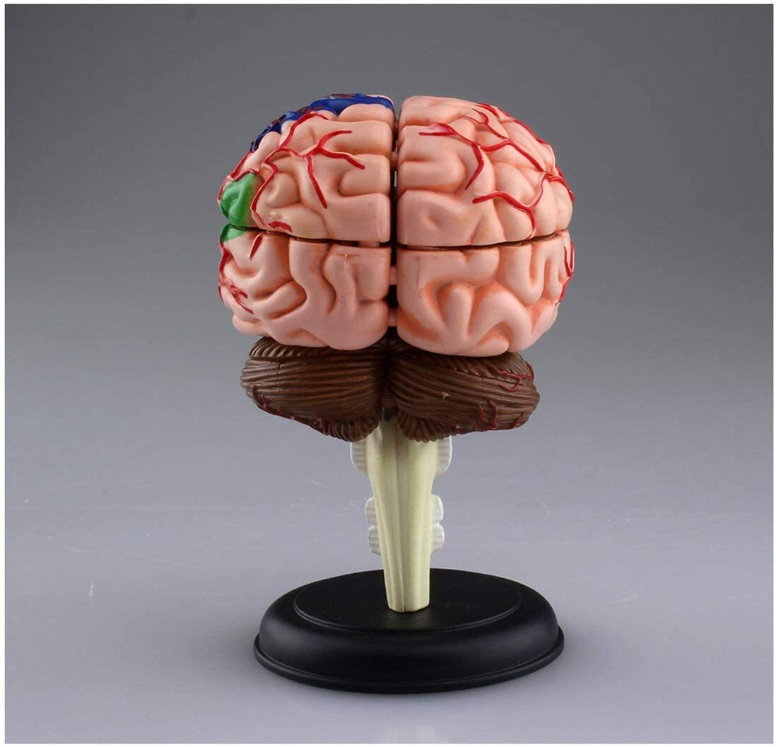Aoshima Skynet 3D Puzzle 4D VISION Human Anatomy Brain anatomy model JP ...